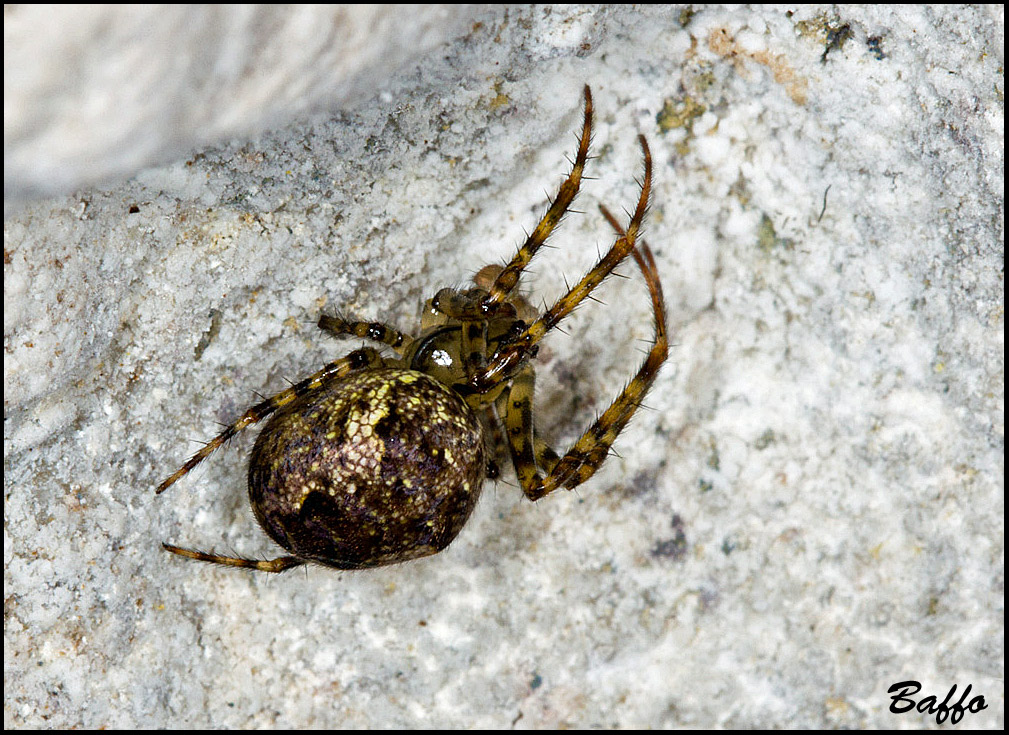 Metellina merianae